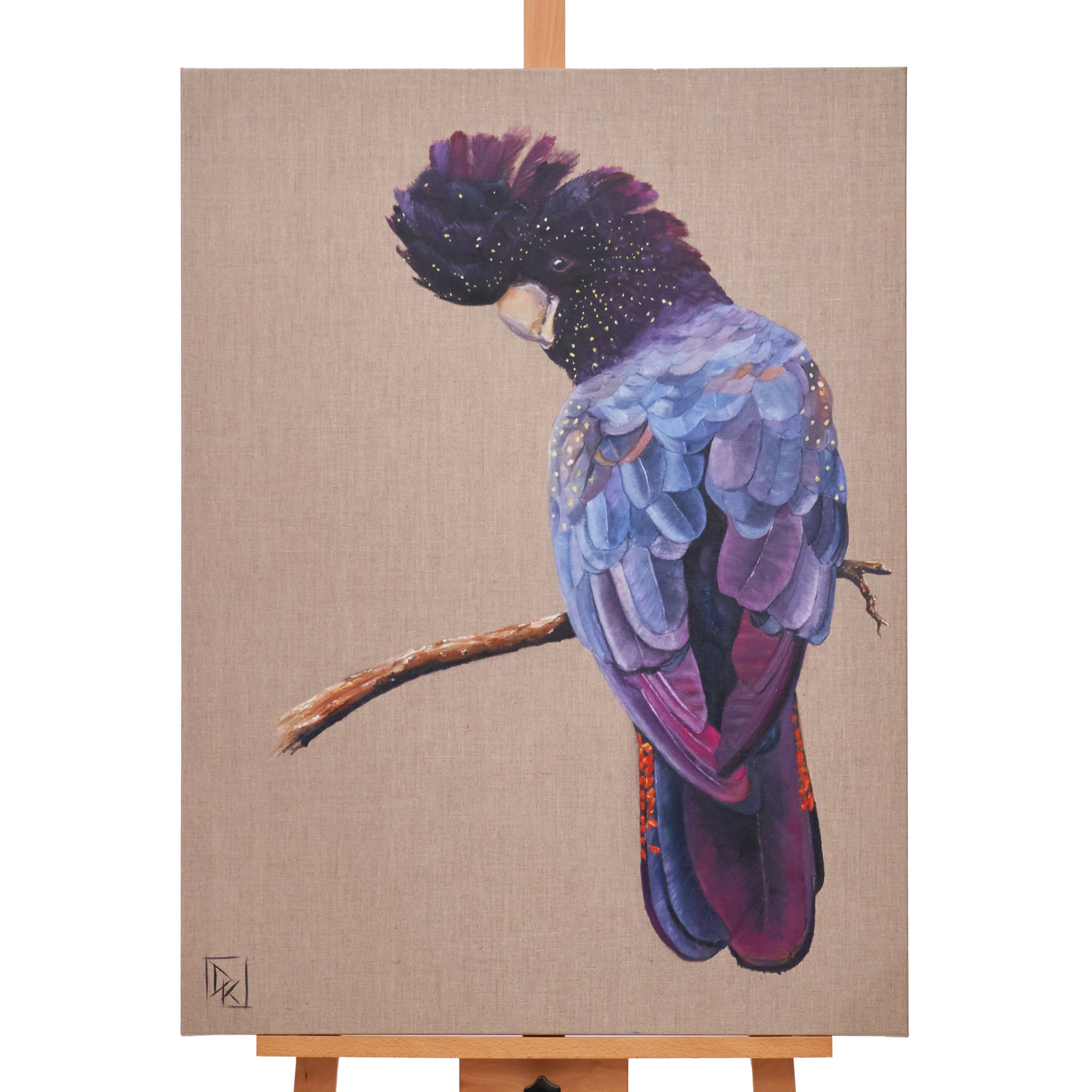 Black Cockatoo Richmond Fellowship Queensland