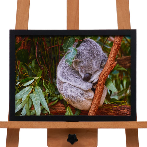 Sleepy Koala by Photography by Anthony Rae