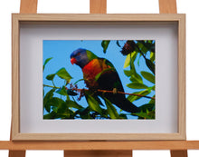 Load image into Gallery viewer, Rainbow Lorikeet by Ben Pascoe

