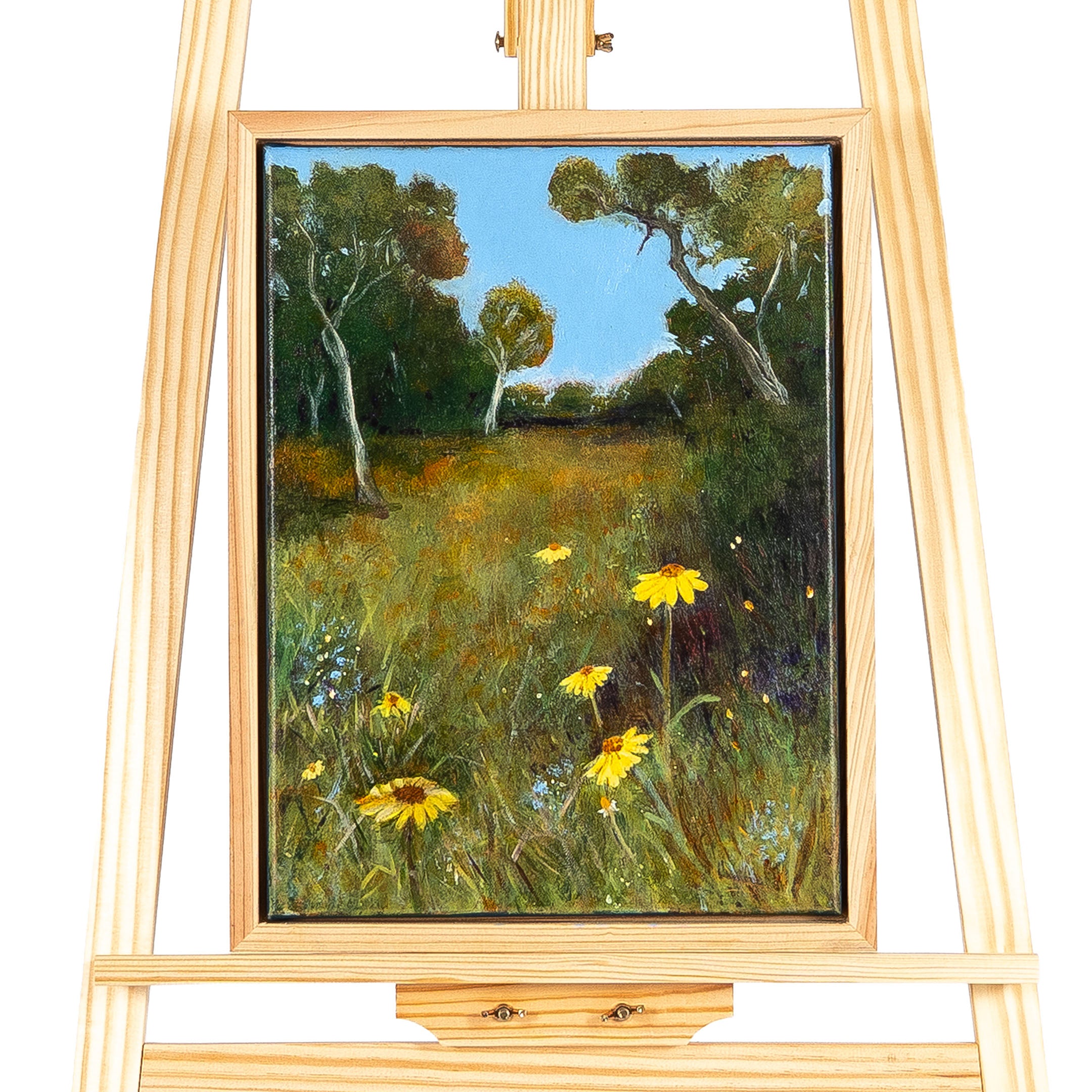 Dorrigo Daisies by Sue Ward